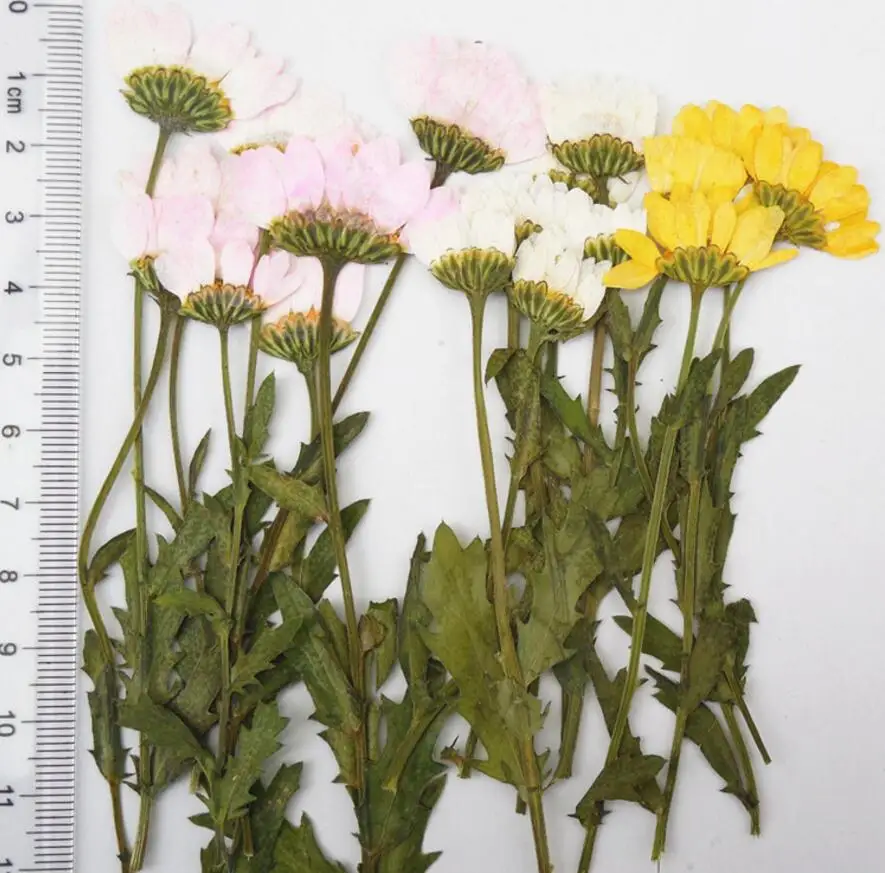 

100pcs Pressed Press Dried Sunflower Flower Plants For Epoxy Resin Pendant Necklace Jewelry Making Craft DIY Accessories