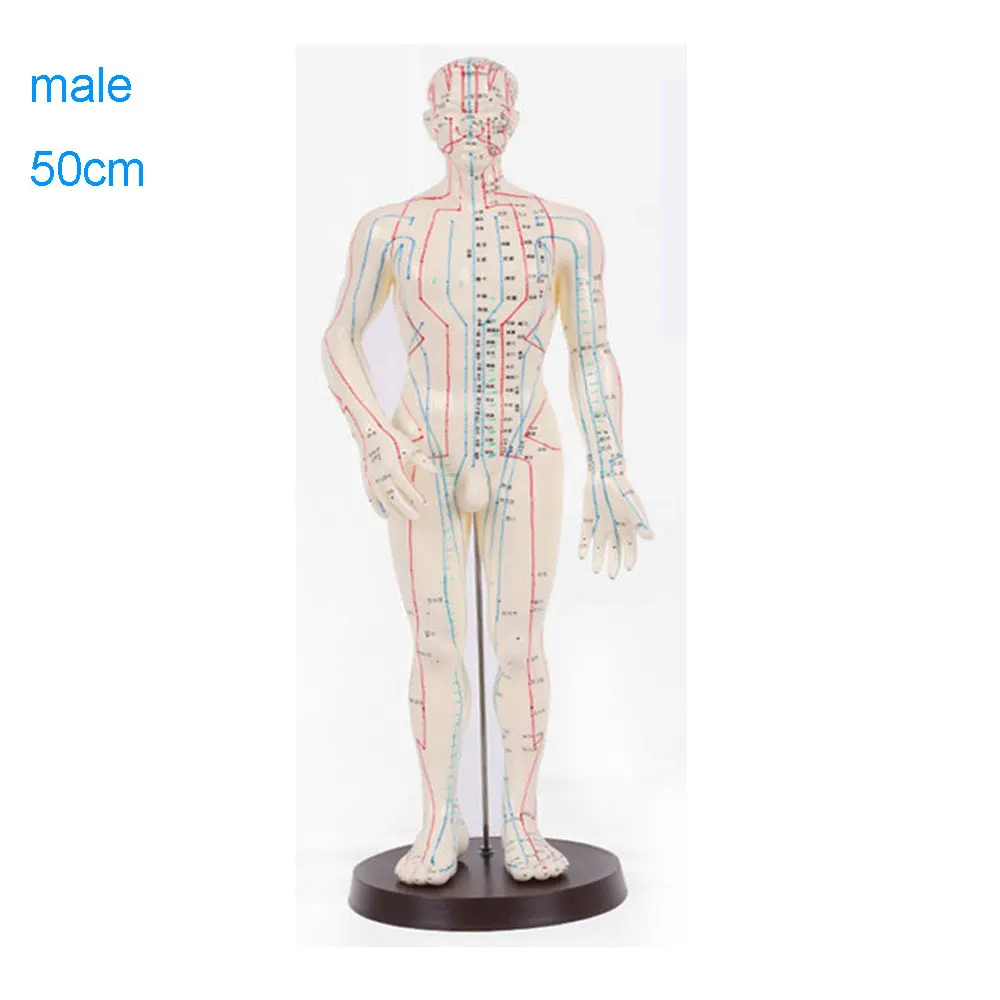 Male 50cm Акупунктура модель 50 см мужской женский с основанием акупунктурные меридианы модель Акупунктура стартовый набор - Цвет: Male 50cm