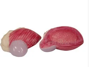 

Human bladder enlarge model Urinary System Model free shipping