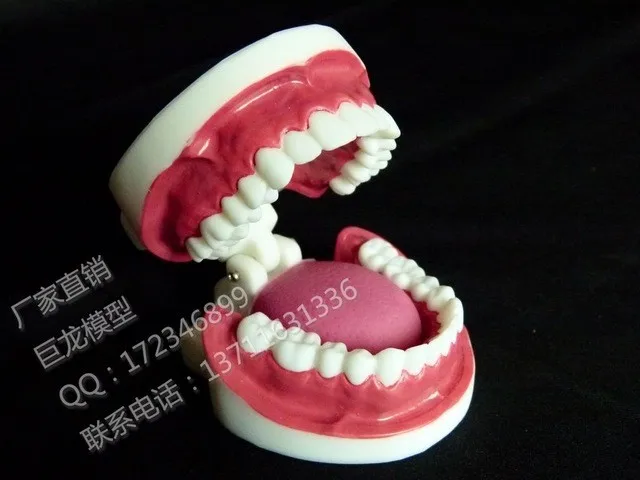 Бесплатная доставка модель зуба для полости рта мл|dental model teeth|teeth modelmodel teeth |