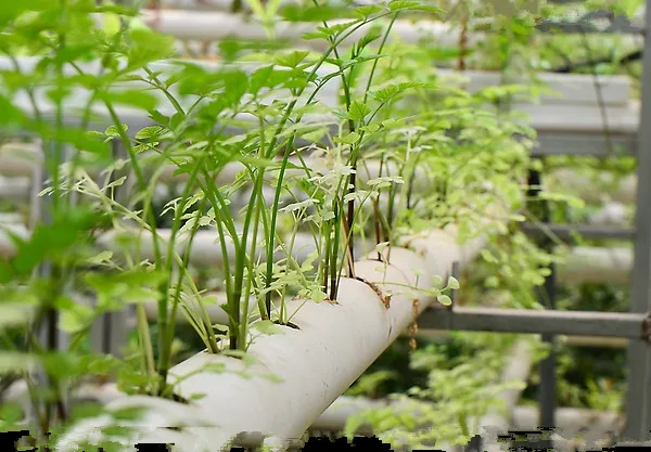 1 floors 4 main tubing with 36pcs net cup Hydroponics system NFT Nutrient Film Technique | Дом и сад