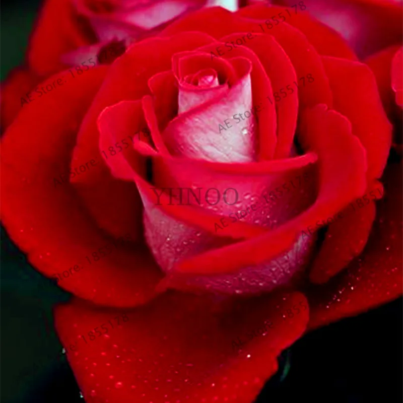 Горячая распродажа! 205 шт разноцветная редкая Роза Флорес бонсай цветок plantas