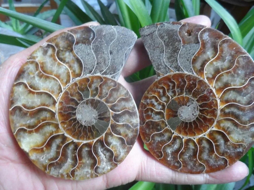 

Natural Madagascar + geode Pair Slices Polished Split Ammonite Fossil