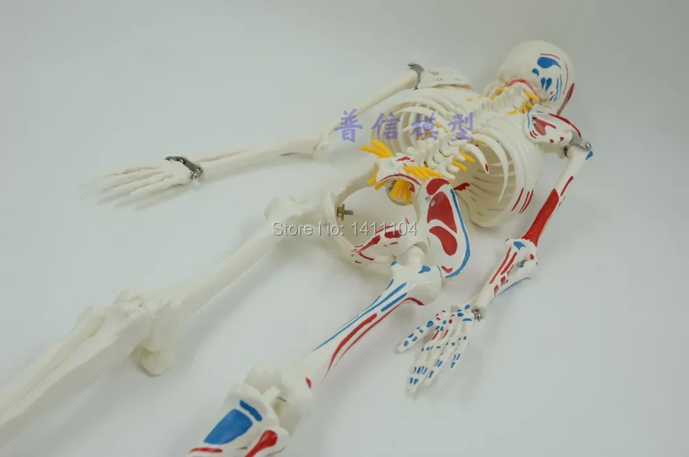 Бесплатная доставка и точка нагрузки мышц 85 см модель каркаса человеческого тела