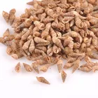 9-13 мм Натуральная коричневая спиральная ракушка для скрапбукинга, ремесло для украшения стеклянных бутылок сделай сам, 200 шт., TRS0244