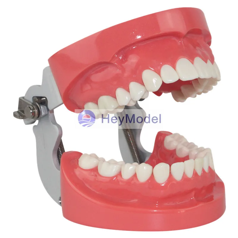 

HeyModel Human Standard Teeth Model