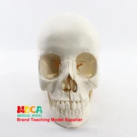 medical split 22 components 11 human primary skull model skull skull medical teaching mtg014