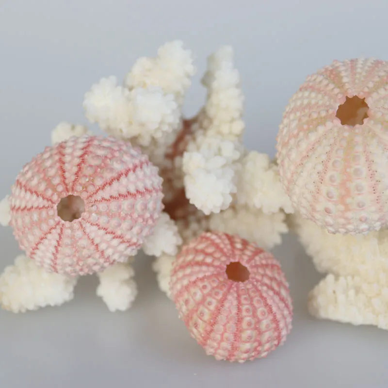 Бесплатная доставка (10 шт./лот) натуральный маленький розовый морской урчин