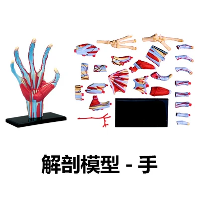 4D мастер сборки человеческого тела Скелет Зомби череп для изучения анатомии