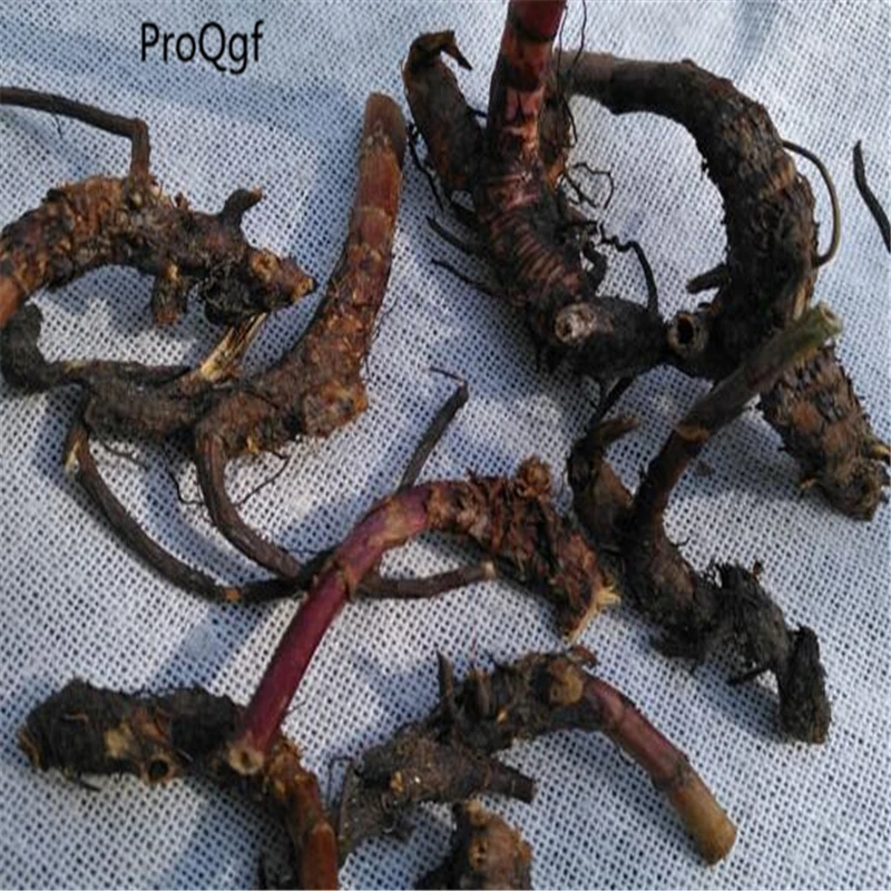 ProQgf 10 шт набор Agrimonia pilosa
