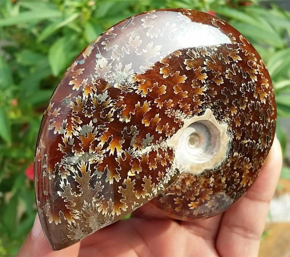 160 г древний аммонит подлинная ископаемая кристаллическая красота мадагаскар |