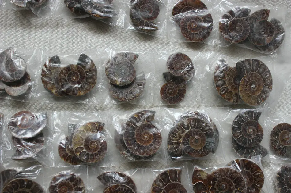 50 шт. натуральный Радужный раздельный аммонит ископаемый разрез на половине