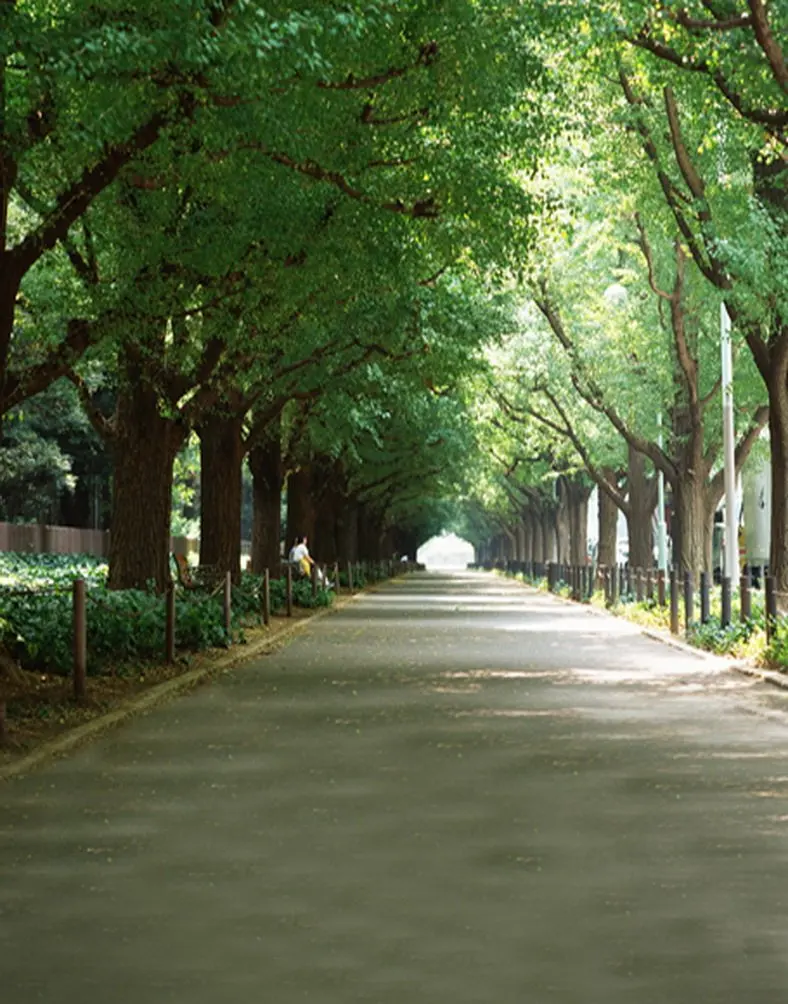 

Green Trees Road Photography Backdrops Photo Props Studio Background 5x7ft