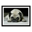 2019 5DIY Алмазная вышивка, животные Собаки мопса маленькие домашние животные, 5 алмазная живопись, вышивка крестиком, 3D, алмаз, рукоделие, Рождество