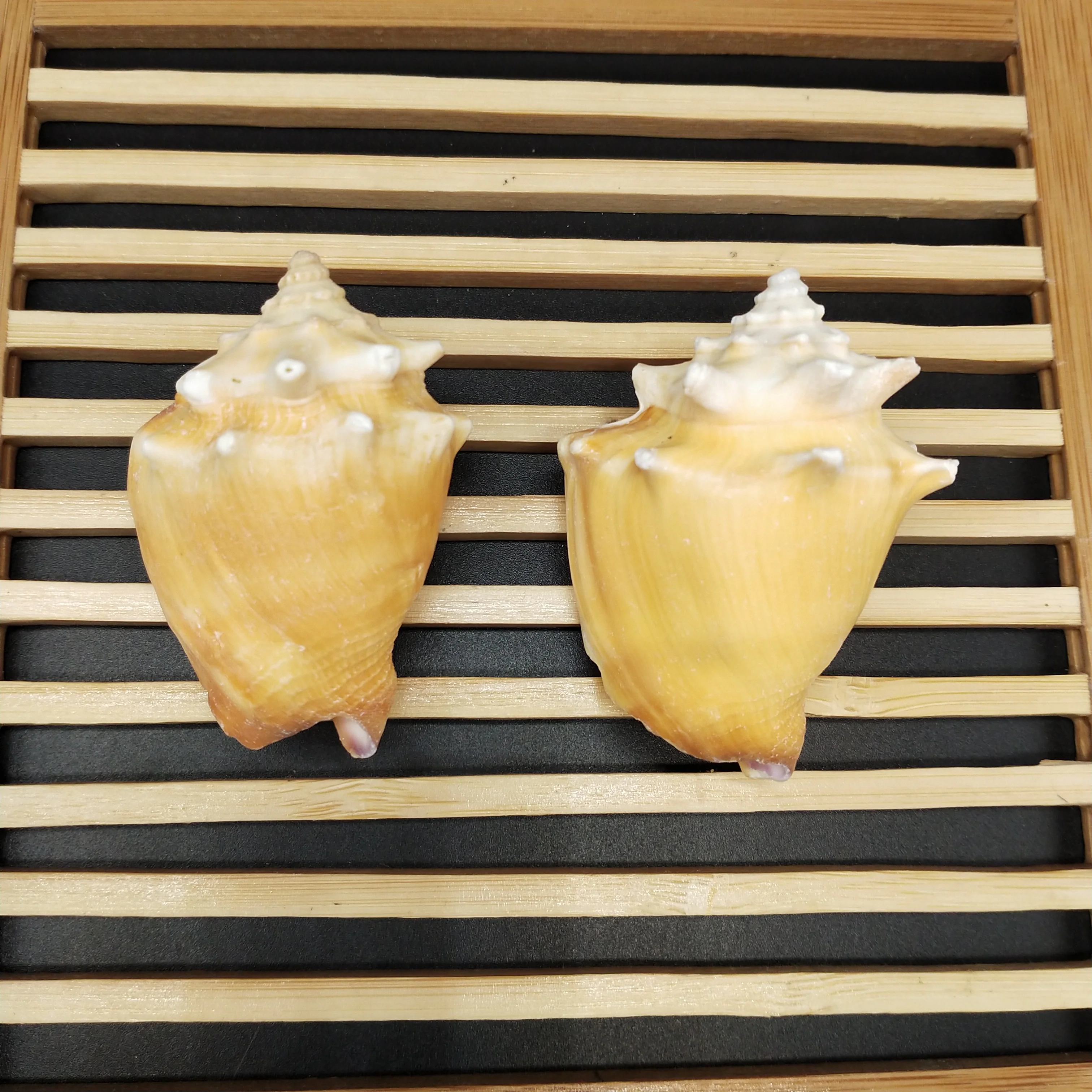 2pcs Natural shell conch small carmine snail family decoration fish tank | Дом и сад
