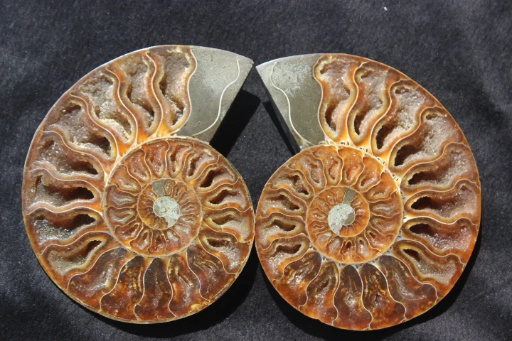 

FOSSILIZED SNAIL AMMONITE MINERAL FROM MOROCCO ~ MULTI-COLOR FIRE