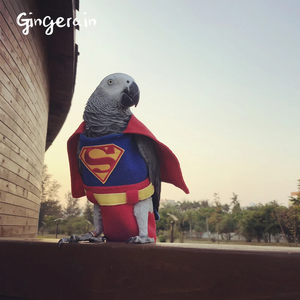 Gingerain одежда с птицами попугай подгузник Супермен ручной работы на заказ одежда с птицами Супермен