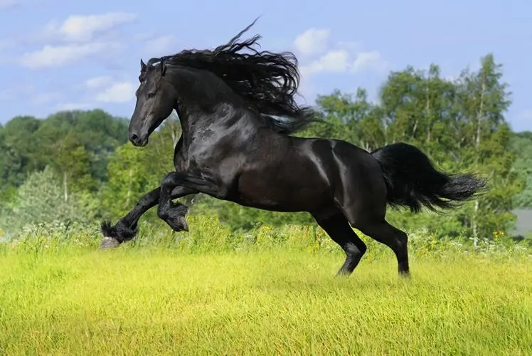 Деревянный Пазл Черная лошадь 1000 шт. ersion пазл белая карта взрослые детские