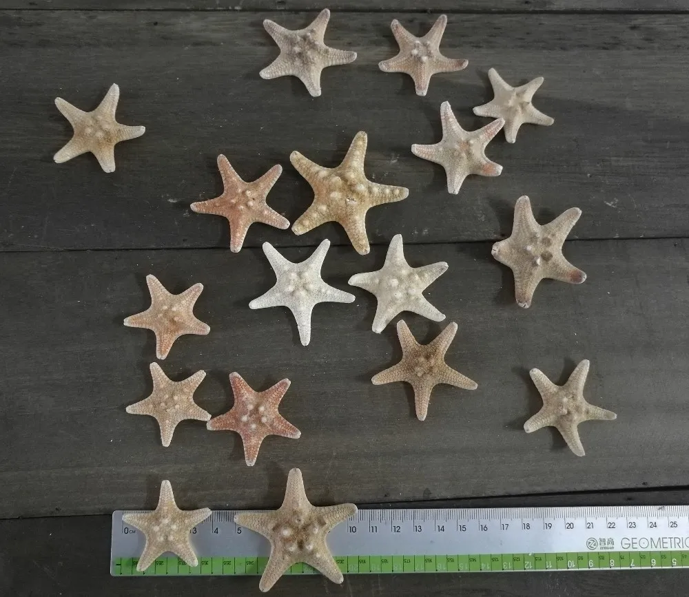 3 см-5 см Натуральная сухая булочка звезда рыба идея для украшения дома и вечерние