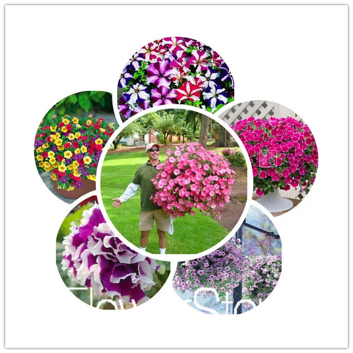 Лимонный ломтик Superbells calibachoa Petunia годовой Цветочный ЗАВОД, 100 растение в упаковке, 24 цвета на выбор,# WI1AJX