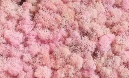 Color-8 100 г сохраненный свежий мох цветок для свадебной вечеринки домашний отель украшения DIY букет материал аксессуар - Цвет: Color-8