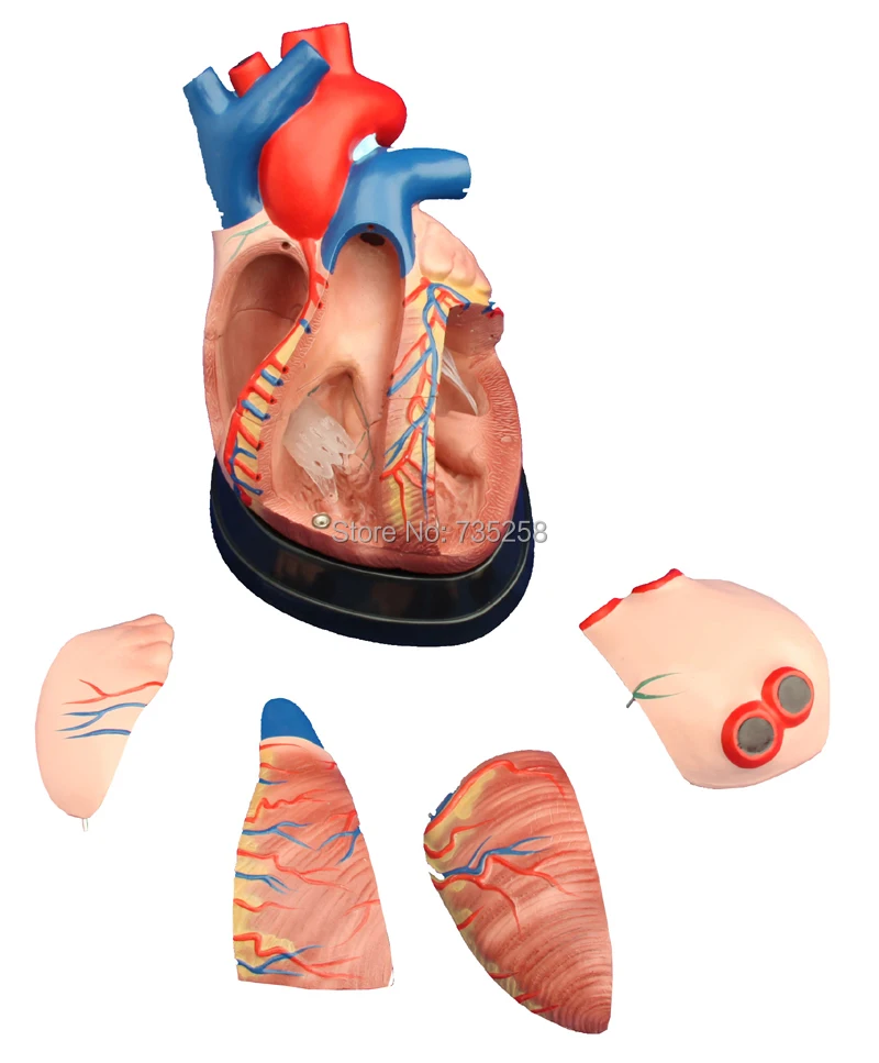 

Модель сердца человека, три раза увеличенная модель анатомии сердца