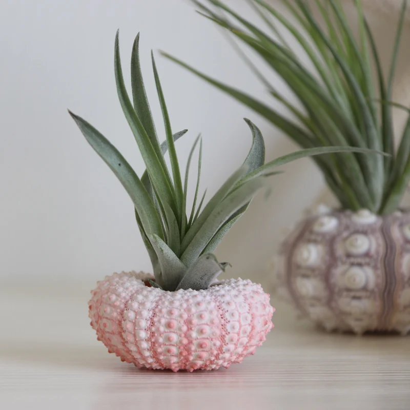 Бесплатная доставка (6 комплектов/партия) натуральный морской ежь и воздушное