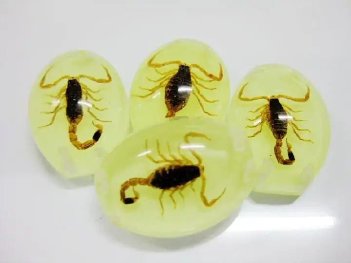 

12 шт., декоративные образцы скорпиона