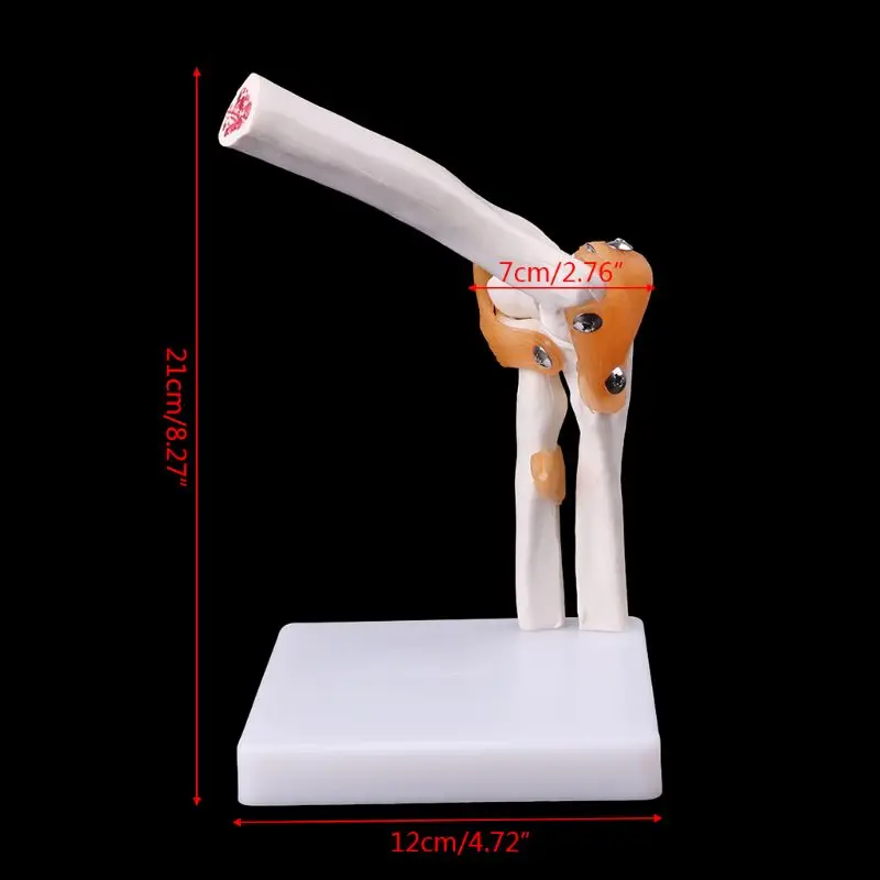 

Medical props model Free postage Life Size Ligament Elbow Joint Medical Anatomy Model Skeleton Study Tool