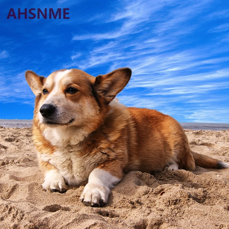 Комплект постельного белья AHSNME с изображением милой собаки пододеяльник принтом