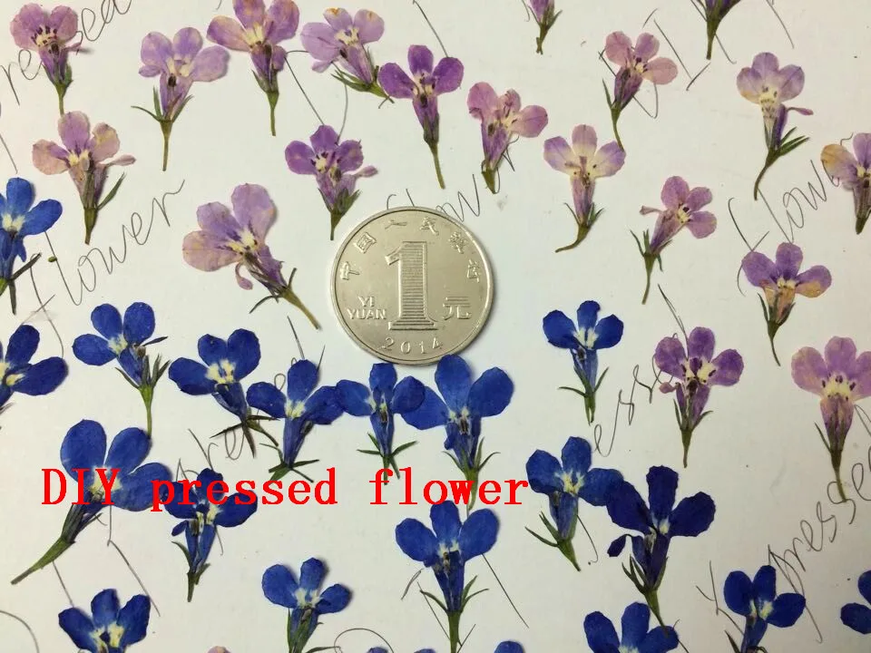 Тисненным изображением цветка сухих цветов из подручного материала лобелия