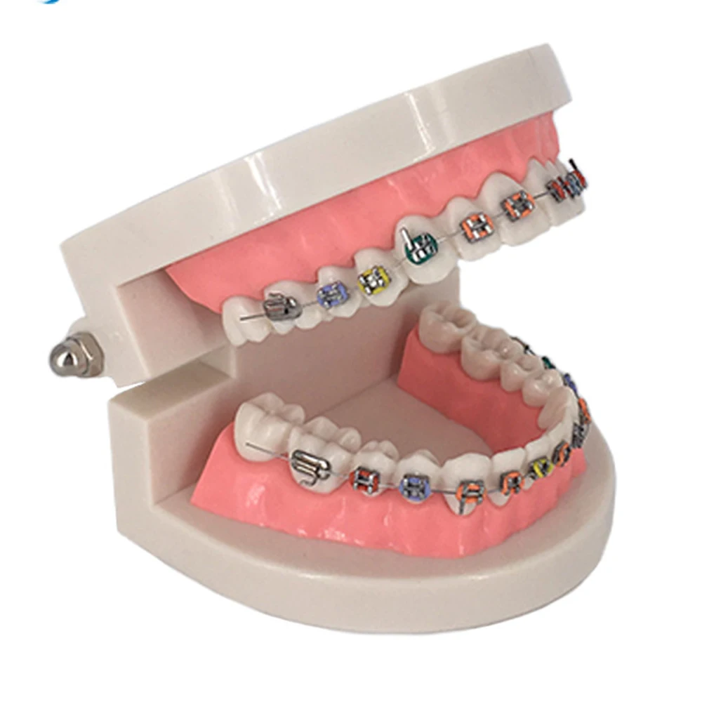 Orthodontic Teeth Model Pink Teaching Demonstration for Students Dentist | Красота и здоровье