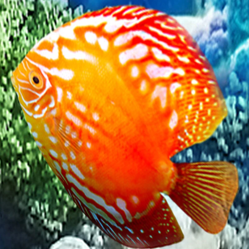 Обои для фотографий HD подводный мир тропических животных 3D напольные обои кухня