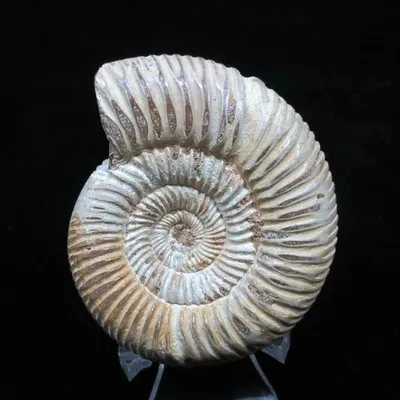

Natural conch fossil white snail King stone ornaments hand pieces of jade