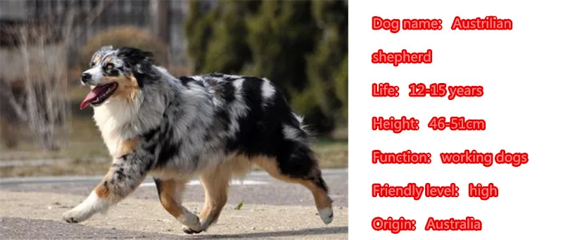 Австралийский овчарник милая собака животное позолоченный металлический