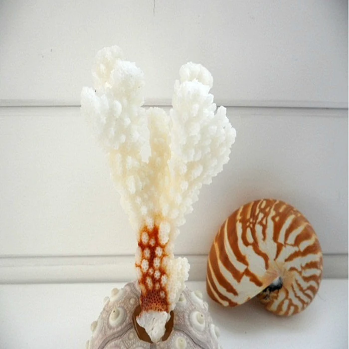 Натуральные белые декоративные коралловые ветки раковины в средиземноморском