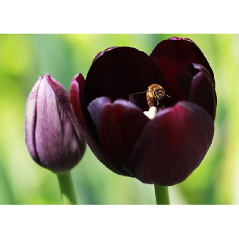 Алмазная 5d картина Стразы для рукоделия Набор вышивки крестиком вышивка мозаика