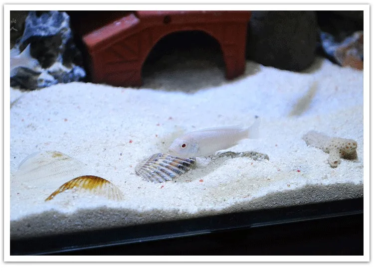Заказ 2 лотов-25%) 15gNatural Coral Shell Филиппины песок аквариум украшения микро пейзаж Декор песок стол Модель Материал