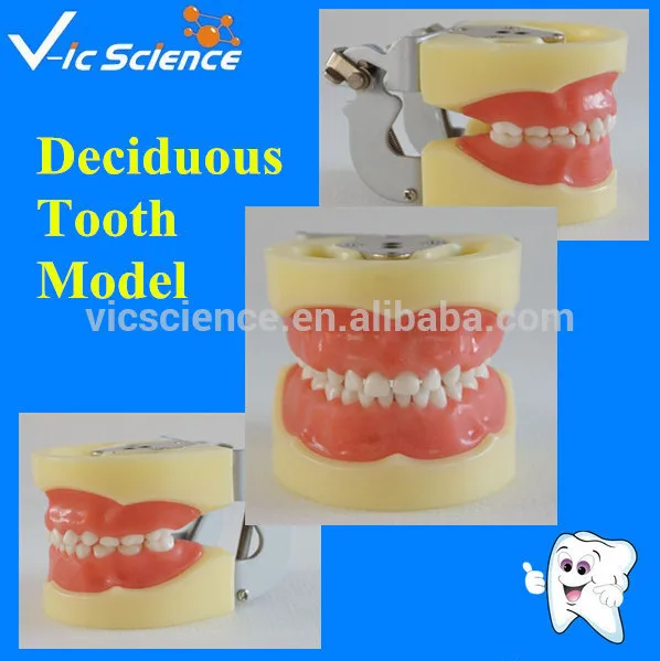 Manufacture Standard Child Deciduous Tooth Model