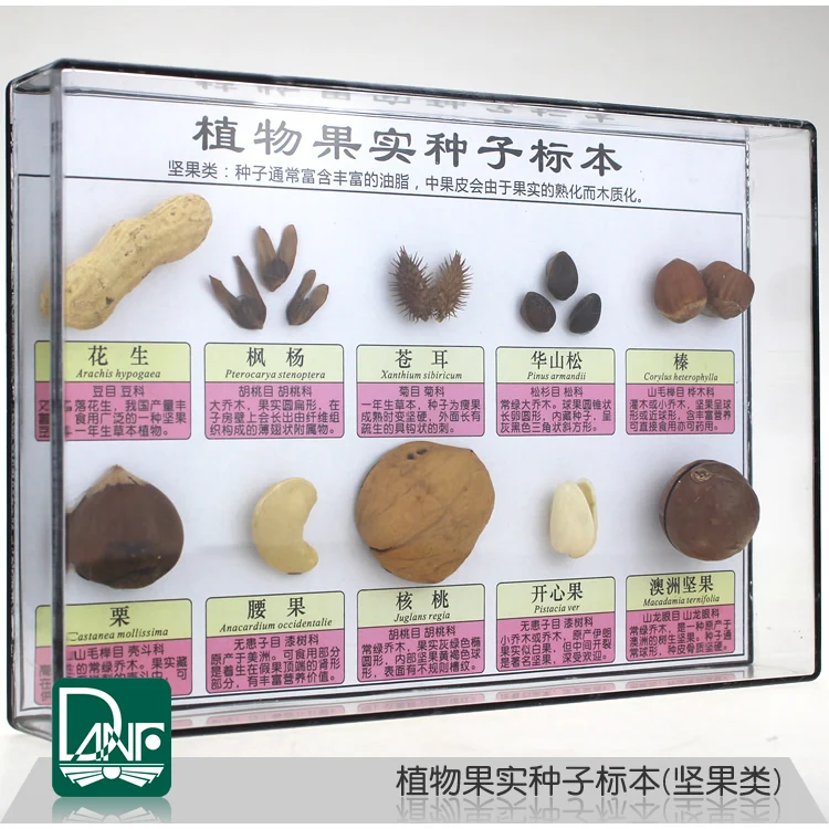 60 Kinds of Plant Fruit Seed Specimens Classification Kindergarten Science Area Teaching Equipment | Канцтовары для офиса и