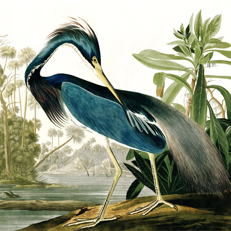 

animal canvas print birds world giant poster canvas painting home decorative art pastoral picture Louisiana Heron by Audubon