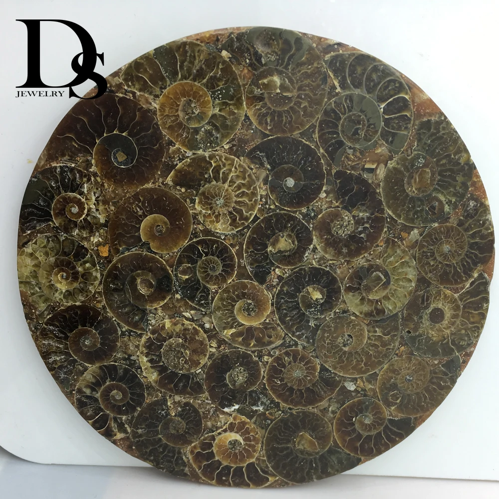 

12cm Natural Ammonite Slice Plate Fossil Slices Ocean Snail Conch Stone Madagascar Mineral Specimen For Decoration Display