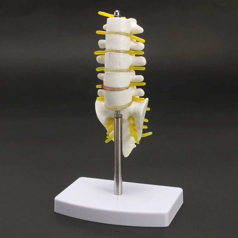 KiWarm 1 шт. 15 см мини человеческая поясница позвонка Sacrum Coccyx анатомический медицинский позвоночник модель статуи скульптуры