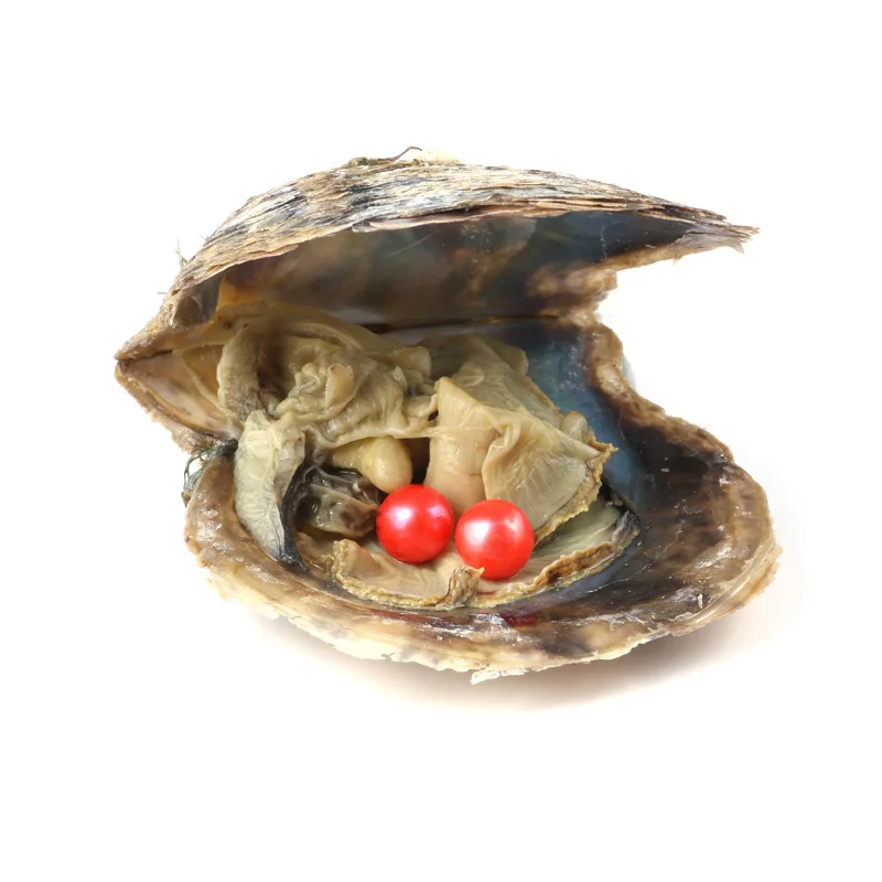 1 шт случайный цвет Akoya жемчуг Oyster двойной жемчуг соленой воды с круглым жемчугом для изготовления ювелирных изделий или подарок на день рождения 6,5-7,5 мм