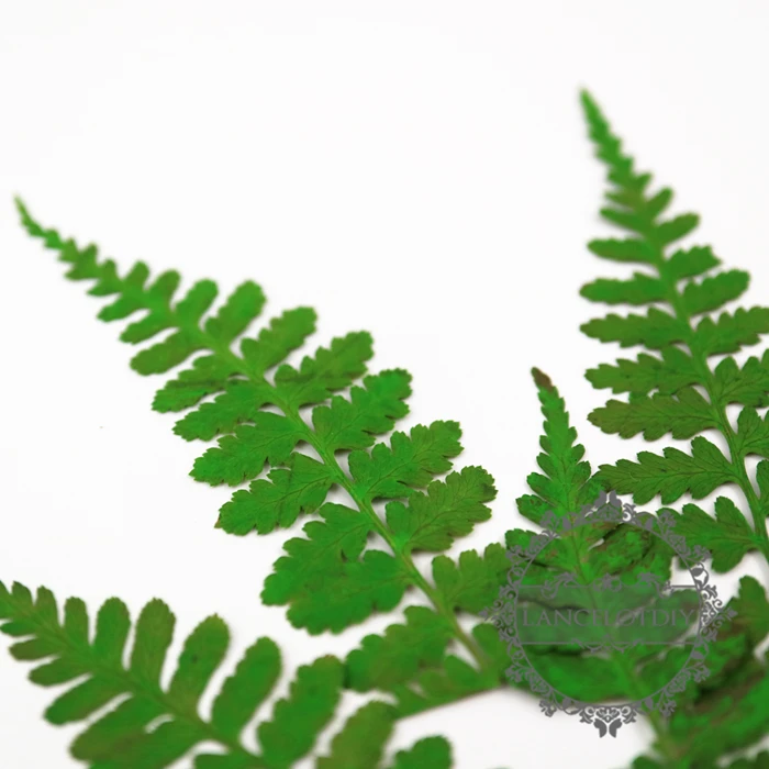 

4-7cm green real dry pressed flower leaf craft for DIY glass dome resin filling 10pcs each pack 1503145