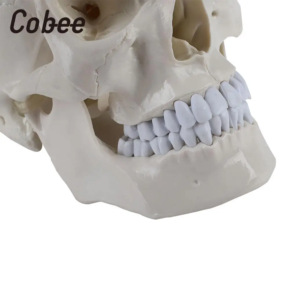 

Skeleton Skull Teaching Model Medical Model Medical Head Model Anatomical Durable Parietal Visual