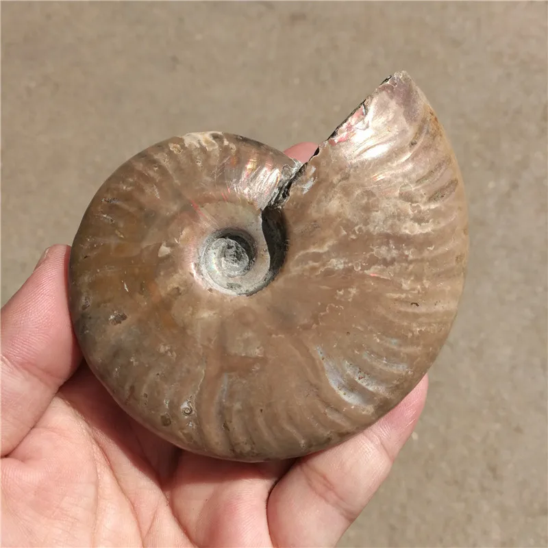 

Rainbow!!!220g Natural conch Ammonite fossil specimens of Madagascar LA2013