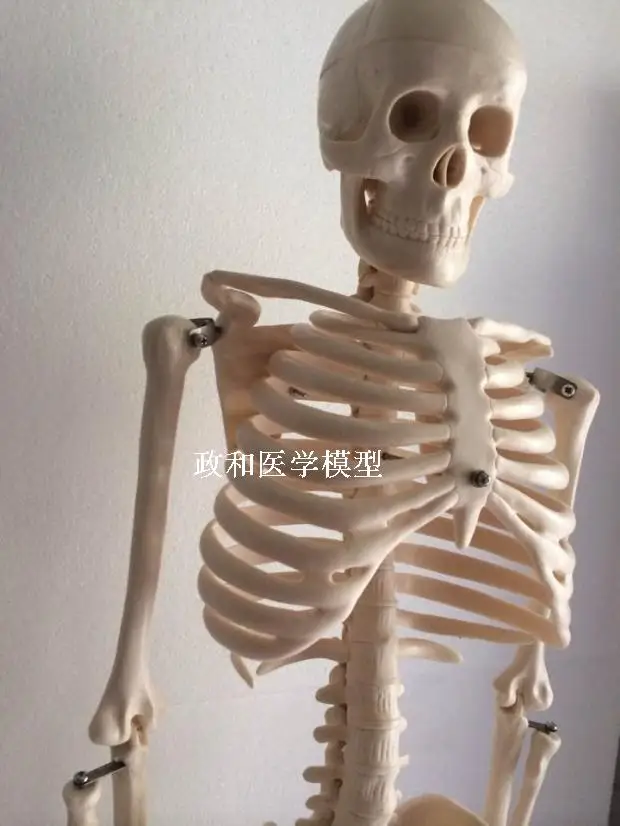 Модель скелета 85 см с подставкой художественный эскиз медицинское образование