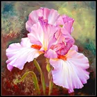 Вышивка Счетный крест наборы для рукоделия 14 ct DMC DIY Искусство ручной работы Декор-розовые Ирисы