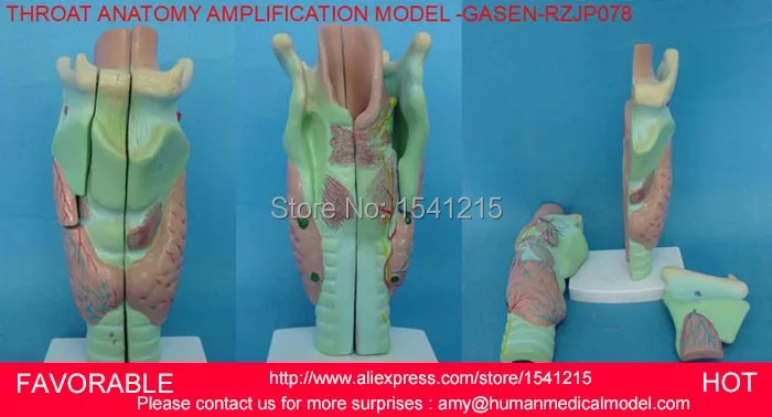 Анатомическая модель горла рта сбоку кровеносных сосудов и нервов анатомии